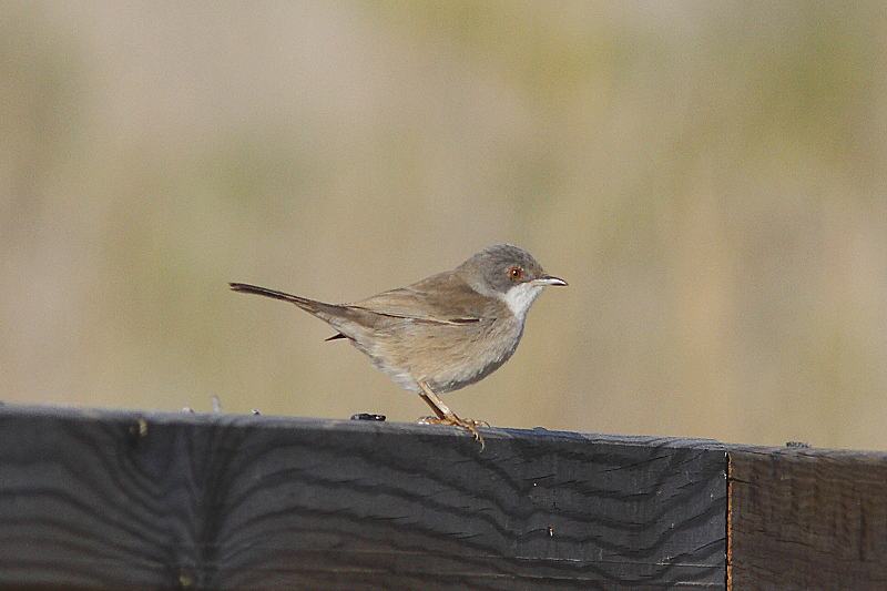 J01_4610 Sardinian Warbler female.JPG